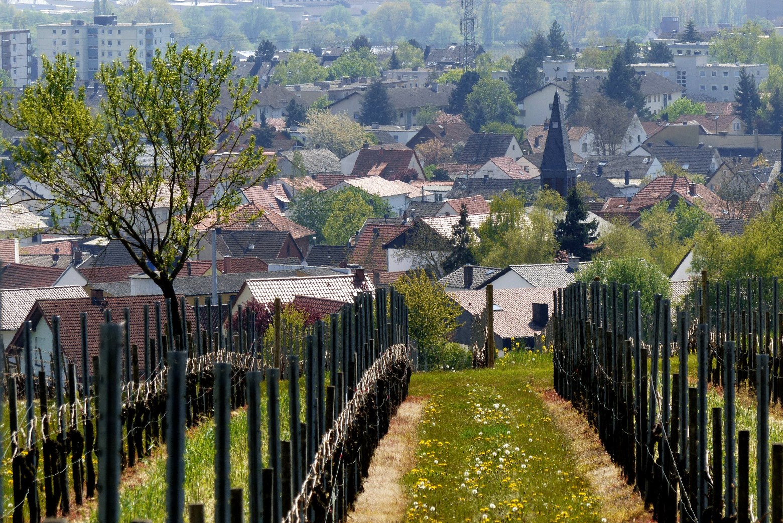 2016-05-02-12-winzenheim-weinbergblick
