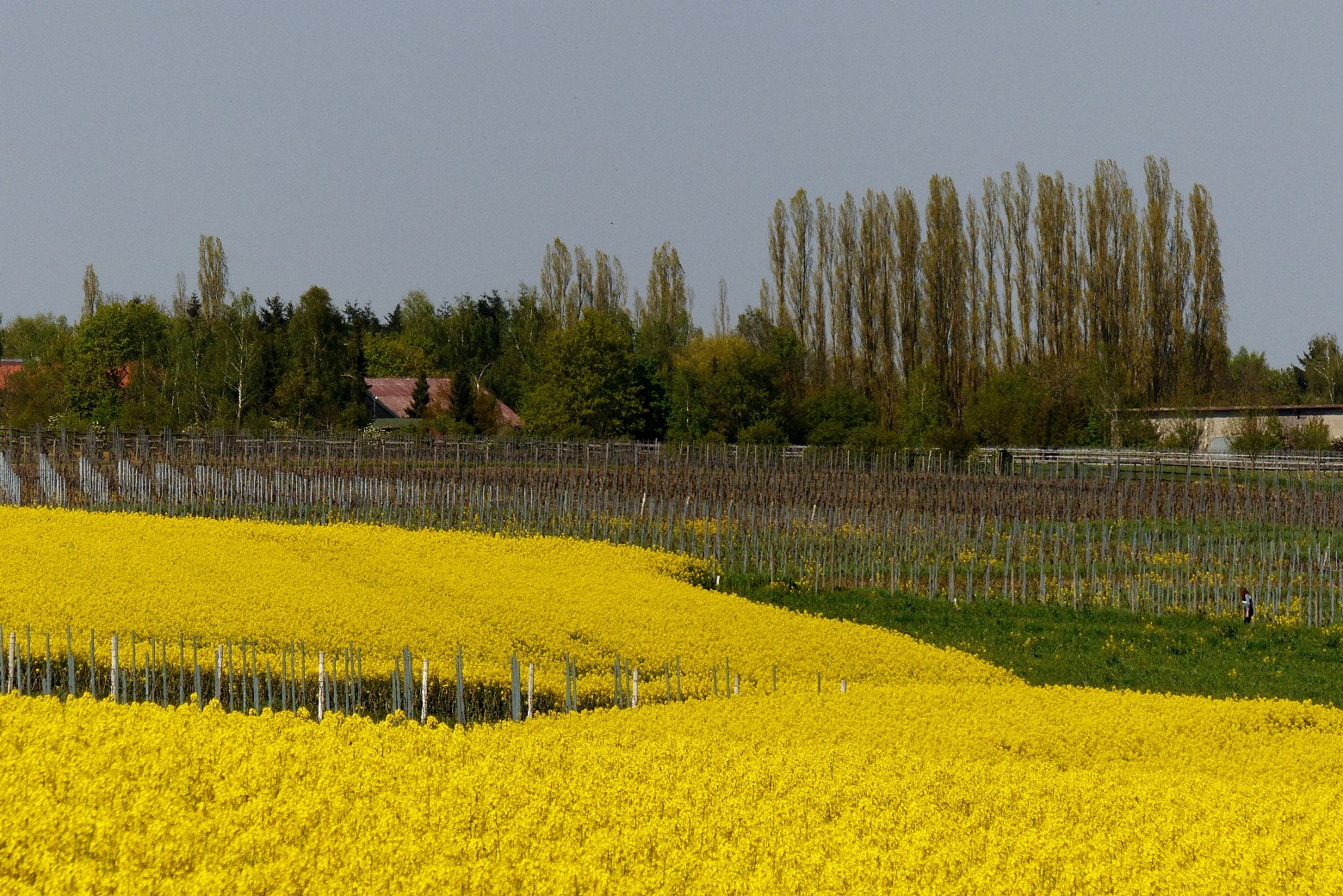 2016-05-02-26-winzenheim-weinbergblick-rapsfelder